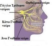 Εικ.2: Η ανατομική πορεία του τρίδυμου νεύρου