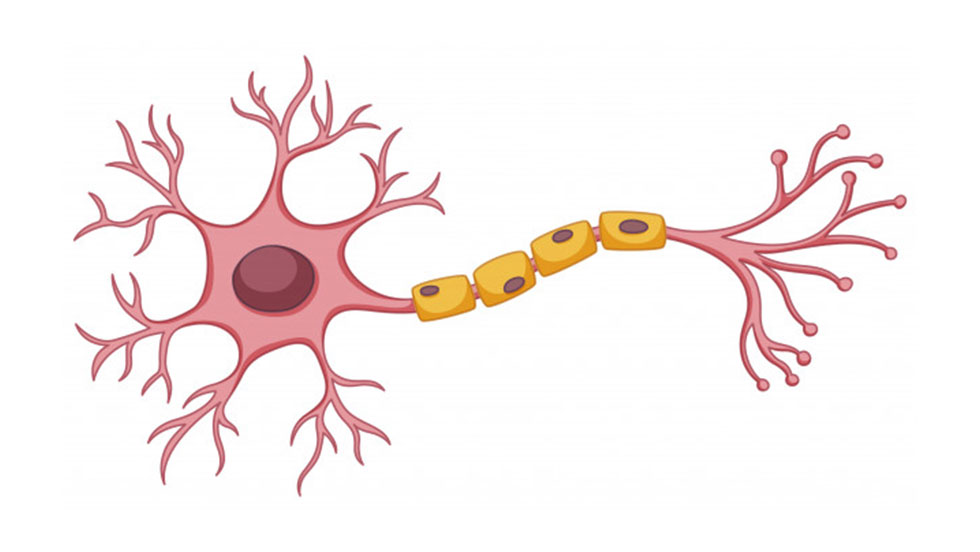 Βλαστοκύτταρα και Οδοντιατρική
