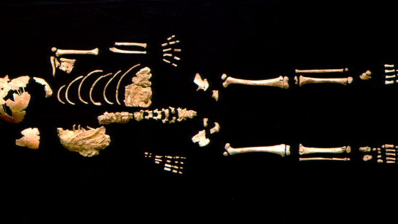 Αρχαία οδοντοστοιχία ρίχνει φως στην ανθρώπινη εξέλιξη